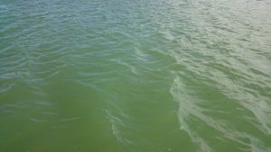 Informujemy o zakazie kąpieli na Jeziorze Sławskim do odwołania