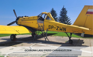RATOWANIE LASU PRZED CHRABĄSZCZEM