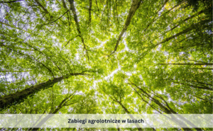Zabiegi agrolotnicze w lasach