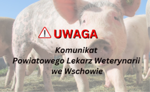 UWAGA HODOWCY ŚWIŃ