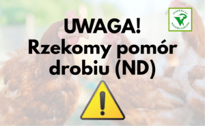 Rzekomy pomór drobiu (ND) – wyznaczono obszar zapowietrzony i zagrożony na terenie naszego powiatu.