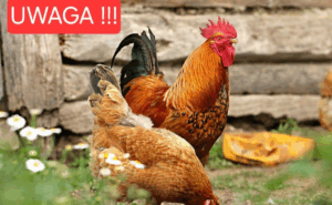 Rzekomy pomór drobiu – aktualne obszary zagrożone w gminach Sława i Wschowa